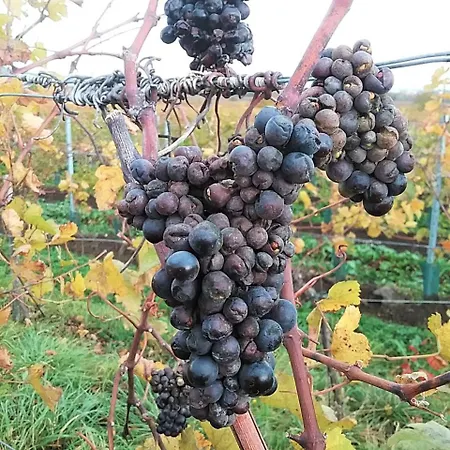 Gastehaus Benvenuto Guest house