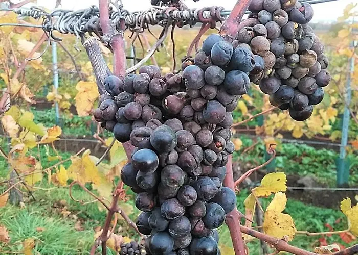 Gastehaus Benvenuto Vendégház