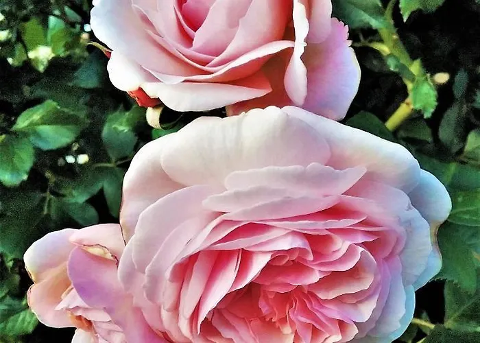 Gastehaus Benvenuto *